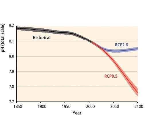 Ocean Acidification: The Silent Killer Caused by Carbon Pollution 1 11